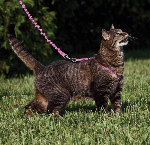 with Me Kitty Dusty Rose & Burgundy Harness and Bungee Leash for Cats - Image 4