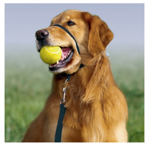 Gentle Leader Quick Release Raspberry Headcollar for Dogs - Image 3