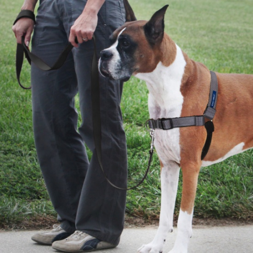 Easy Walk Steel Gray & Black Dog Harness - Image 3