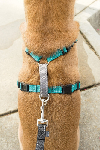 in 1 Plum Dog Harness - Image 4
