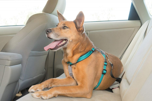 in 1 Plum Dog Harness - Image 3