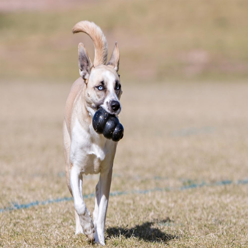 Dog Toy - Image 5