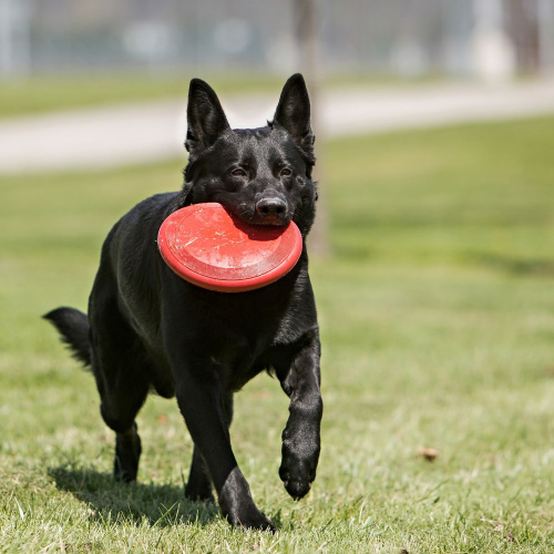Dog Toy - Image 3