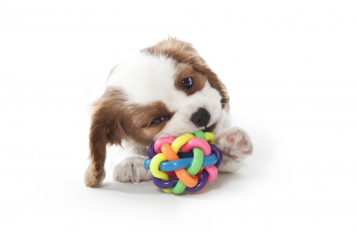 Wobbly 4inch Dog Toy