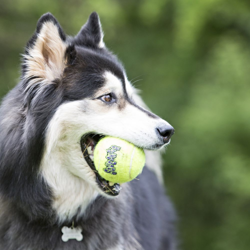 Squeakair Ball Dog Toy - Image 2