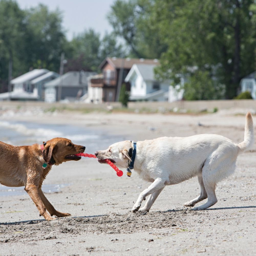 Dog Toy - Image 4